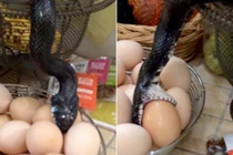 Rắn trộm trứng gà khiến chủ nhà phát hoảng