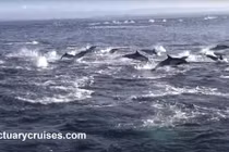 Kịch tính cá voi truy sát 1.000 cá heo trên biển