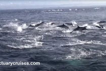 Kịch tính cá voi truy sát 1.000 cá heo trên biển