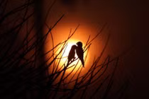 Ảnh động vật: Chim in bóng trời, thằn lằn tắm nắng...