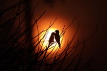 Ảnh động vật: Chim in bóng trời, thằn lằn tắm nắng...