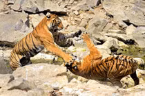 Ảnh động vật tuần: Rắn hổ mang săn mồi điêu luyện 