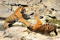 Ảnh động vật tuần: Rắn hổ mang săn mồi điêu luyện 