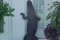 Ảnh hài hước: Khi động vật… nhầm chỗ