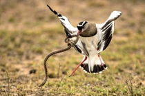 Ảnh động vật tuần: Chim te te hỗn chiến với rắn