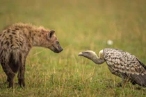 Ảnh động vật tuần: Linh cẩu đối đầu kền kền