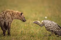 Ảnh động vật tuần: Linh cẩu đối đầu kền kền