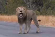 Sư tử đực khóc nức nở vì bị đuổi khỏi đàn