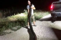 Ảnh động vật: Bắt trăn cỡ kỷ lục, lợn rừng thăm phố...