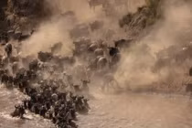 Ảnh động vật: Linh dương đầu bò di cư, thỏ hoang trên đồng cỏ...