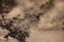 Ảnh động vật: Linh dương đầu bò di cư, thỏ hoang trên đồng cỏ...