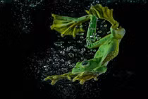 Sắc nét từng khoảnh khắc ếch xanh bơi lặn tuyệt đẹp 