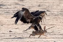 Ảnh động vật: Đại bàng săn thỏ, ngựa hoang quyết chiến...