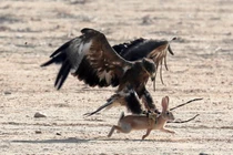 Ảnh động vật: Đại bàng săn thỏ, ngựa hoang quyết chiến...