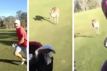 Kinh hoàng cảnh kangaroo đuổi bắt người chơi golf 