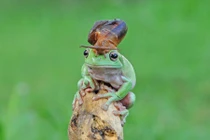 Ngộ nghĩnh ốc sên cưỡi đầu ếch xanh ngắm cảnh