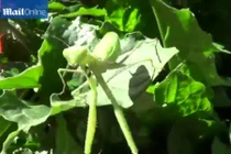 Bọ ngựa hiếu chiến tấn công người vì bị... làm phiền