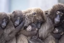 Ảnh động vật tuần: Khỉ ôm nhau giữ ấm, chó hoang săn chim...