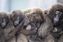 Ảnh động vật tuần: Khỉ ôm nhau giữ ấm, chó hoang săn chim...