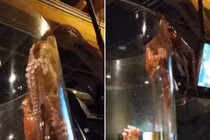 Khiếp sợ cảnh bạch tuộc tìm mọi cách thoát khỏi bể kính