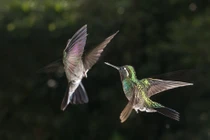 Những khoảnh khắc tuyệt đẹp của động vật trong đêm tối