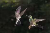 Những khoảnh khắc tuyệt đẹp của động vật trong đêm tối