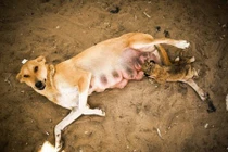 Xúc động chó nhận nuôi sư tử con bị mẹ bỏ rơi