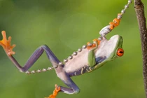 Ếch xanh hóa thành Tarzan đu dây điệu nghệ