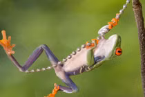 Ếch xanh hóa thành Tarzan đu dây điệu nghệ