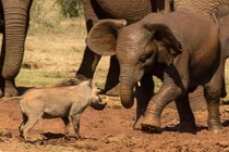 Ảnh động vật tuần: Lợn lòi đánh nhau với voi