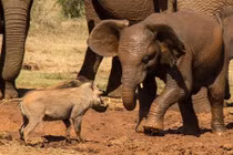 Ảnh động vật tuần: Lợn lòi đánh nhau với voi