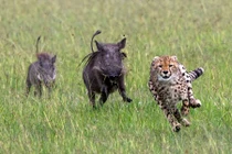 Lợn lòi truy đuổi báo gấm chạy té khói 