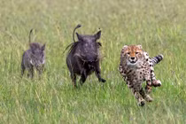 Lợn lòi truy đuổi báo gấm chạy té khói 