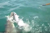 Kinh hãi khoảnh khắc cá mập cướp cá của ngư dân