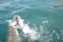 Kinh hãi khoảnh khắc cá mập cướp cá của ngư dân