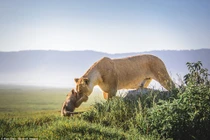 Ấm áp tình mẫu tử của mẹ con sư tử