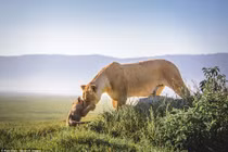 Ấm áp tình mẫu tử của mẹ con sư tử