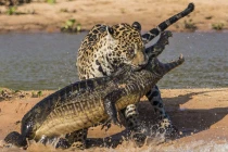 Cận cảnh báo đốm săn... cá sấu độc nhất vô nhị