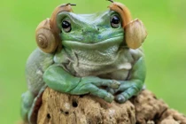 Hài hước cảnh ếch xanh đeo tai nghe làm bằng... ốc sên