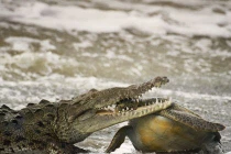 Ngắm những bức ảnh động vật đẹp nhất năm 2013