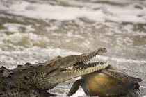 Ngắm những bức ảnh động vật đẹp nhất năm 2013