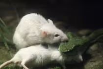 Kỳ lạ chuột bạch cứu bạn khỏi miệng rắn "sát thủ"