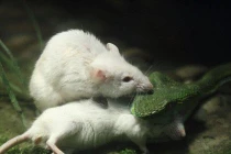 Kỳ lạ chuột bạch cứu bạn khỏi miệng rắn "sát thủ"