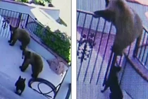 Chó dũng cảm xua đuổi gấu nâu chạy té khói