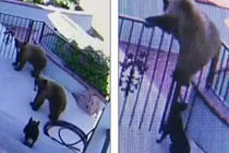 Chó dũng cảm xua đuổi gấu nâu chạy té khói