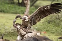 Kền kền hỗn chiến tranh giành thức ăn cực hung dữ