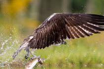 Ảnh động vật tuần qua: Chim ưng biển săn cá