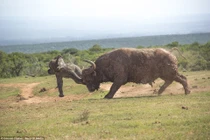 Voi con bị đòn đau vì cả gan khiêu chiến trâu rừng