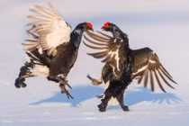 Ảnh động vật tuần: Gà gô quyết chiến tranh bạn tình