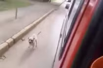 Chú chó trung thành chạy theo xe chở chủ tới bệnh viện